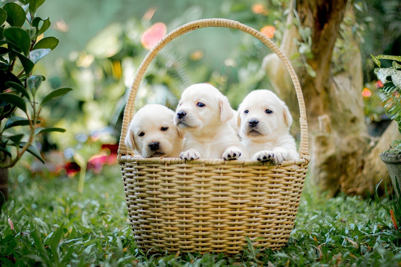 Pet Supplies